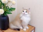 M024 - Minuet Kitten For Sale - Los Angeles&comma; CA&comma; US