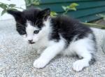 Zoe - Domestic Kitten For Sale - 