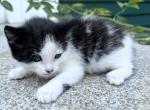Moe - Domestic Kitten For Sale - 