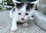 Bowie - Domestic Kitten For Sale - 