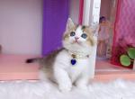 MK030 - Munchkin Kitten For Sale - Los Angeles&comma; CA&comma; US