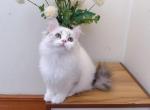 M025 - Minuet Kitten For Sale - Los Angeles&comma; CA&comma; US