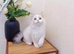 M025 - Minuet Kitten For Sale - Los Angeles&comma; CA&comma; US