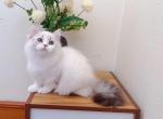 M025 - Minuet Kitten For Sale - Los Angeles&comma; CA&comma; US