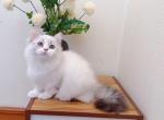 M025 - Minuet Kitten For Sale - Los Angeles&comma; CA&comma; US