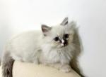 Blue Male Ragdoll Kitten - Ragdoll Kitten For Sale - Ocala&comma; FL&comma; US
