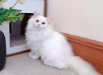 M026 - Minuet Kitten For Sale - Los Angeles&comma; CA&comma; US