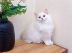M026 - Minuet Kitten For Sale - Los Angeles&comma; CA&comma; US