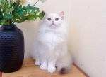 M026 - Minuet Kitten For Sale - Los Angeles&comma; CA&comma; US
