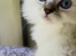 Male Ragdoll Kitten - Ragdoll Kitten For Sale - Ocala&comma; FL&comma; US