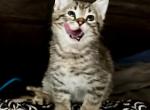 Boba and Whiskey Kittens - Domestic Kitten For Adoption - Sherman&comma; CT&comma; US