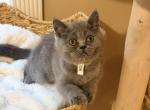 Jacob - British Shorthair Kitten For Sale - Huntington&comma; NY&comma; US