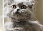 Evelyn - British Shorthair Kitten For Sale - Huntington&comma; NY&comma; US