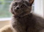 Alice - British Shorthair Cat For Sale - Huntington&comma; NY&comma; US
