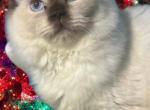Sorraya choco point - Ragdoll Cat For Sale - 
