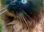 Milo - Himalayan Cat For Sale - 