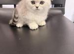 Bella - Scottish Fold Kitten For Sale - CA&comma; US