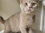 British Shorthair Fawn - British Shorthair Kitten For Sale - Weldon&comma; CA&comma; US
