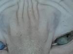 ODD EYED DWELF girl - Sphynx Kitten For Sale - IL&comma; US