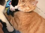Sadbatian - Domestic Cat For Adoption - Garfield&comma; NJ&comma; US