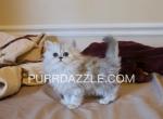 Female Kitten - Persian Kitten For Sale - Tampa&comma; FL&comma; US
