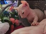 ODD EYED girl - Sphynx Kitten For Sale - IL&comma; US