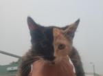 Chimera - Chartreux Kitten For Sale - Smyrna&comma; DE&comma; US