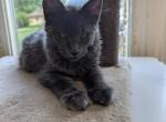 Maine Coon Female - Maine Coon Kitten For Sale - West Lafayette&comma; OH&comma; US