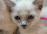 Balinese Girl Fuchsia collar blue point - Balinese Kitten For Sale - Wayland&comma; MA&comma; US