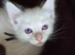 Balinese Boy Black collar - Balinese Kitten For Sale - 