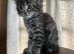 Lawrence of Donnelly - Maine Coon Kitten For Sale - Port Clinton&comma; OH&comma; US