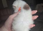 Cfa persian kittens chocolate - Persian Kitten For Sale - Woodburn&comma; IN&comma; US