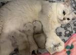 Son I kittens - Scottish Straight Kitten For Sale - 