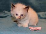 Dax - Ragdoll Kitten For Sale - La Porte&comma; IN&comma; US