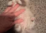 Sarah - Persian Kitten For Sale - Sumner&comma; WA&comma; US