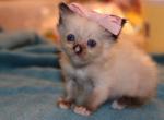 Batman  it's a girl  polydactly - Ragdoll Kitten For Sale - La Porte&comma; IN&comma; US