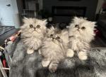 Smoke Silver Persians - Persian Kitten For Sale - Greenwood&comma; IN&comma; US