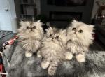 Persian Kittens - Persian Kitten For Sale - Greenwood&comma; IN&comma; US