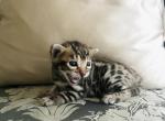 Kittens Bengal - Bengal Kitten For Sale - North Brunswick Township&comma; NJ&comma; US