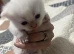 Angel - Munchkin Kitten For Sale - White Deer&comma; TX&comma; US