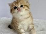 Cutie - British Shorthair Kitten For Sale - Vancouver&comma; WA&comma; US
