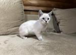 beautiful boys - Siamese Kitten For Sale - Joppatown&comma; MD&comma; US