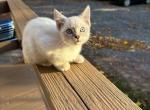 Siamese seal point girl - Siamese Kitten For Sale - Joppatown&comma; MD&comma; US