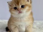 Leo - British Shorthair Kitten For Sale - Vancouver&comma; WA&comma; US