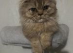 Chocolate super short munchkin - Minuet Kitten For Sale - 