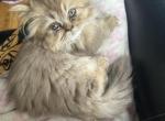 Chocolate super short munchkin - Minuet Kitten For Sale - White Deer&comma; TX&comma; US
