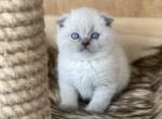 Lucian - Scottish Fold Kitten For Sale - Harrisburg&comma; NC&comma; US