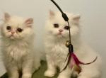 Maggie  kittens - Persian Kitten For Sale - Warminster&comma; PA&comma; US