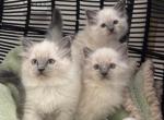 Ragdoll litter - Ragdoll Kitten For Sale - Billerica&comma; MA&comma; US
