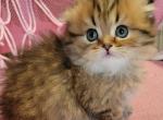 Long hair munchkin scottish folds - Munchkin Kitten For Sale - Berlin&comma; NJ&comma; US